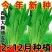 油麦菜种子春秋四季播种大棵油麦菜种子速生油麦菜种子