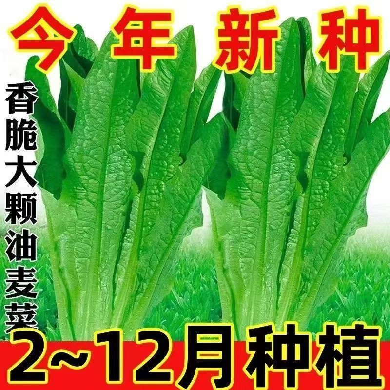 油麦菜种子春秋四季播种大棵油麦菜种子速生油麦菜种子