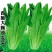 油麦菜种子春秋四季播种大棵油麦菜种子速生油麦菜种子