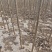 107杨树苗