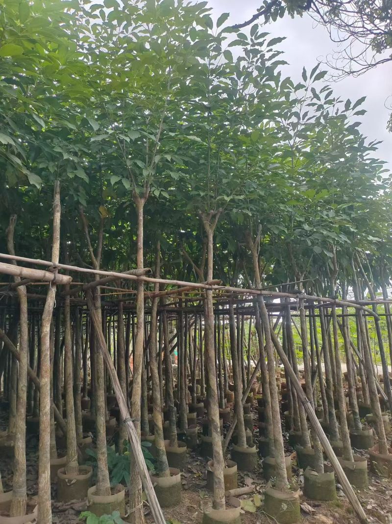 红花风铃木3-12分，大量出售