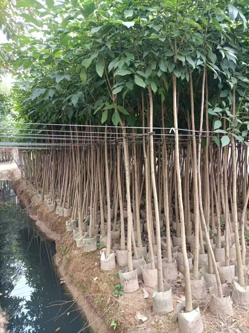 红花风铃木3-12分，大量出售