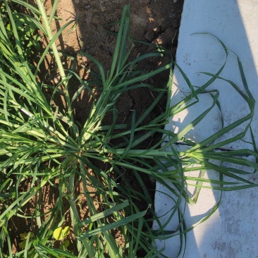 牛筋草