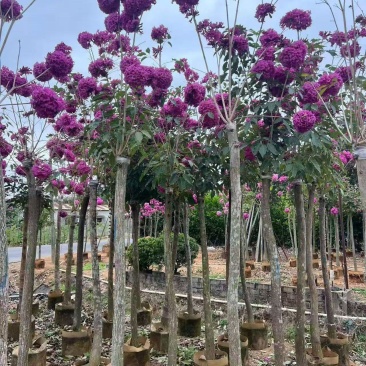 紫花绣球3-15分，大量低价出售