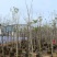 紫花绣球3-15分，大量低价出售