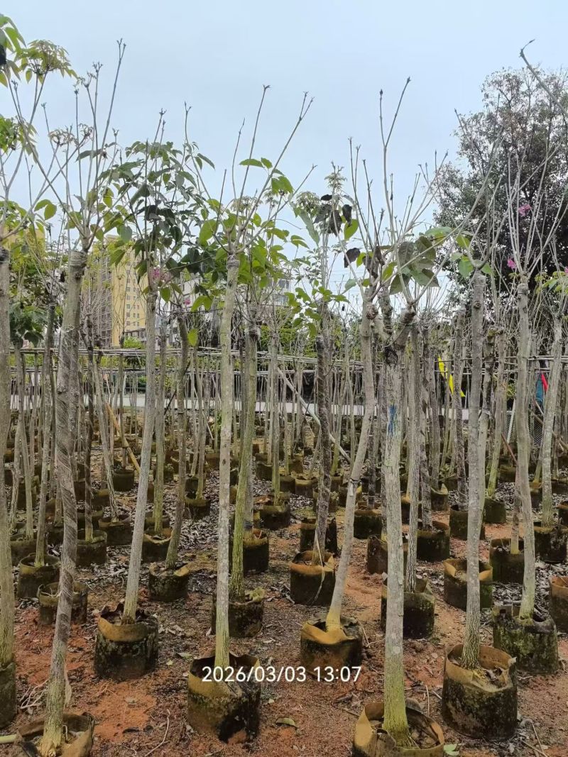 紫花绣球3-15分，大量低价出售