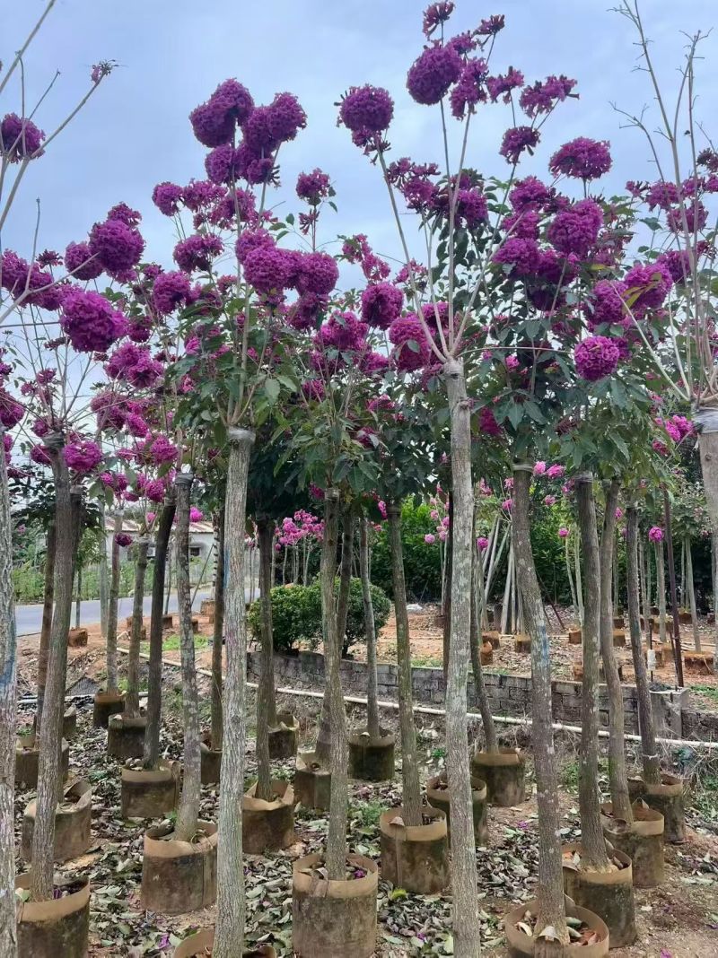紫花绣球3-15分，大量低价出售