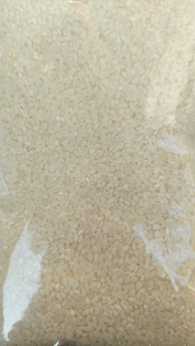 水稻谷，南粳9108稻谷