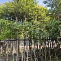 金丝楠木3-20分，大量出售