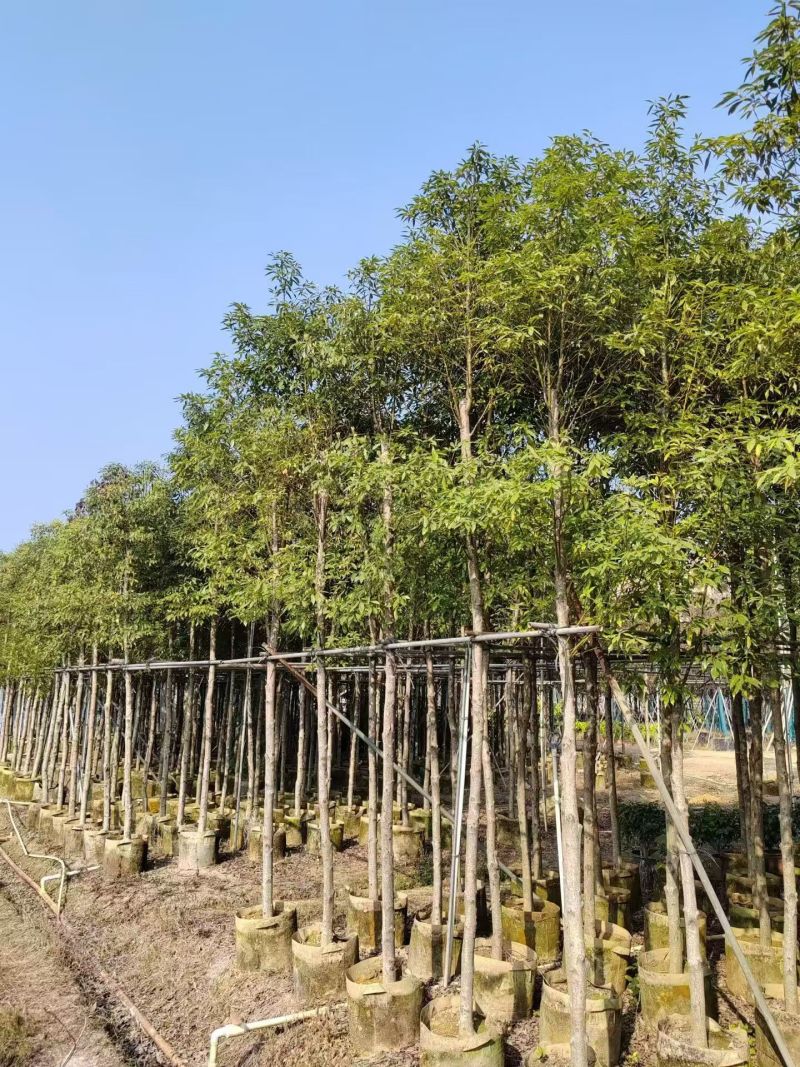 金丝楠木3-20分，大量出售