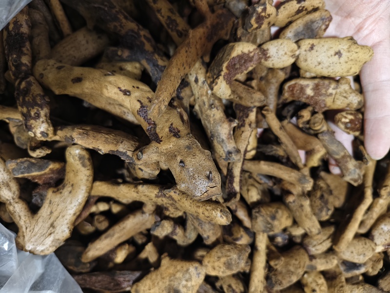 骨碎补干净无杂质骨碎补批发零售量大从优