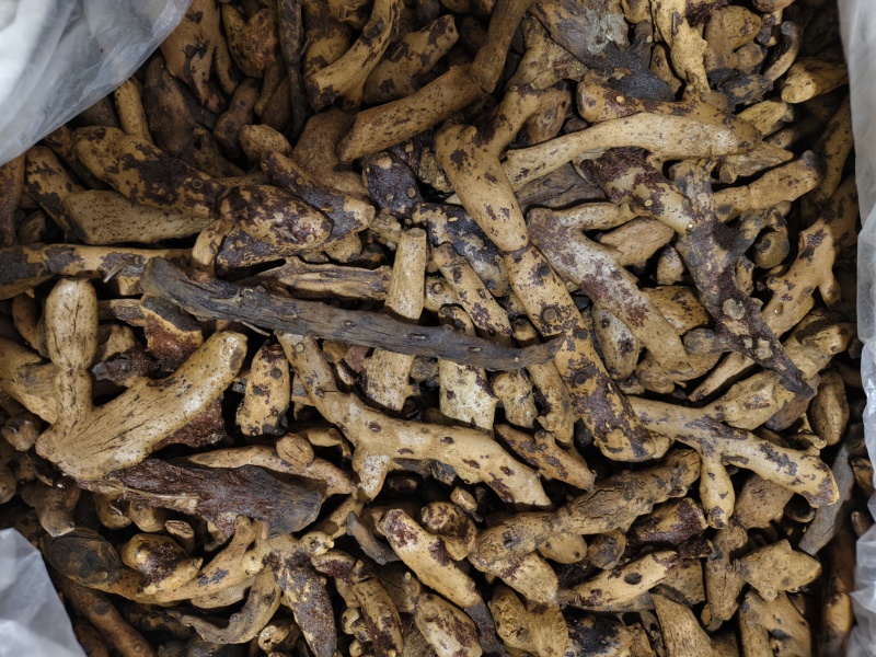 骨碎补干净无杂质骨碎补批发零售量大从优