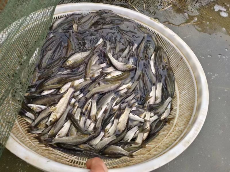出售鱼苗