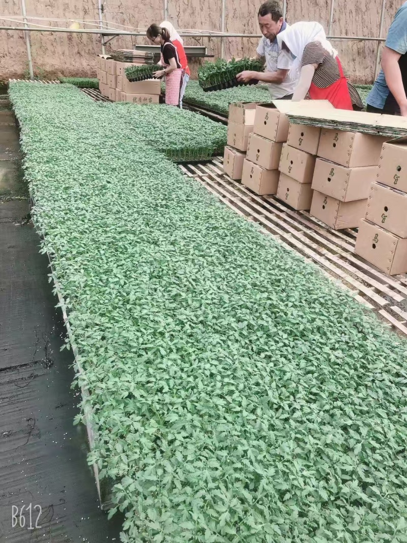普罗旺斯西红柿苗耐低温口感好酸甜多汁卖相好