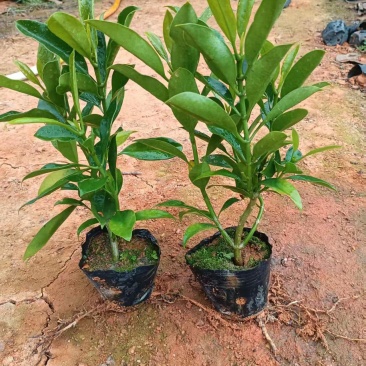 大量出售3-10斤袋非洲茉莉