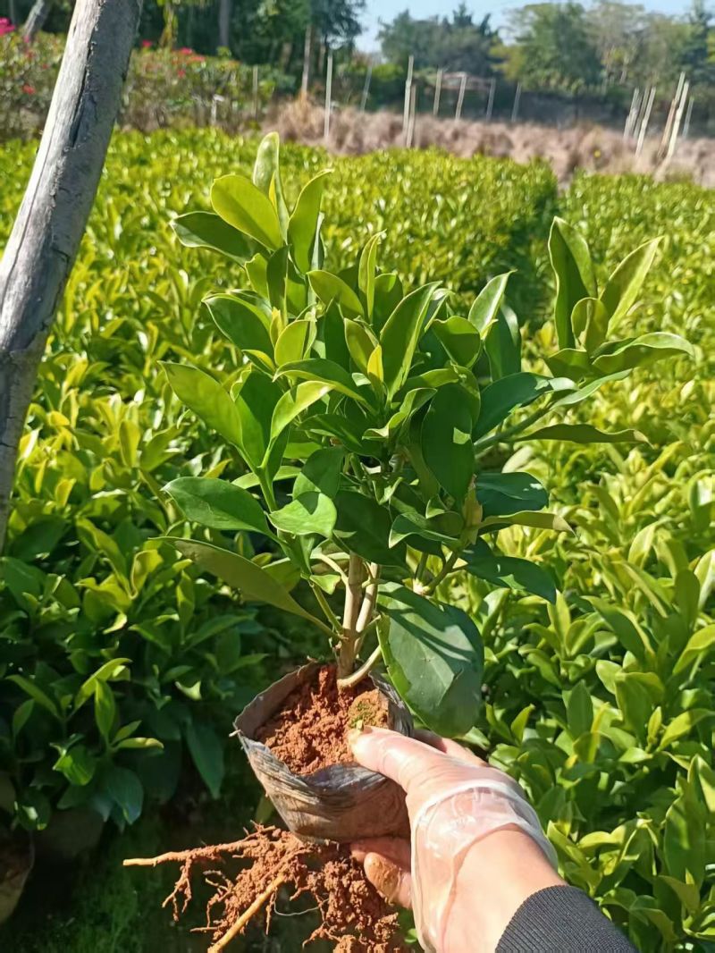 大量出售3-10斤袋非洲茉莉