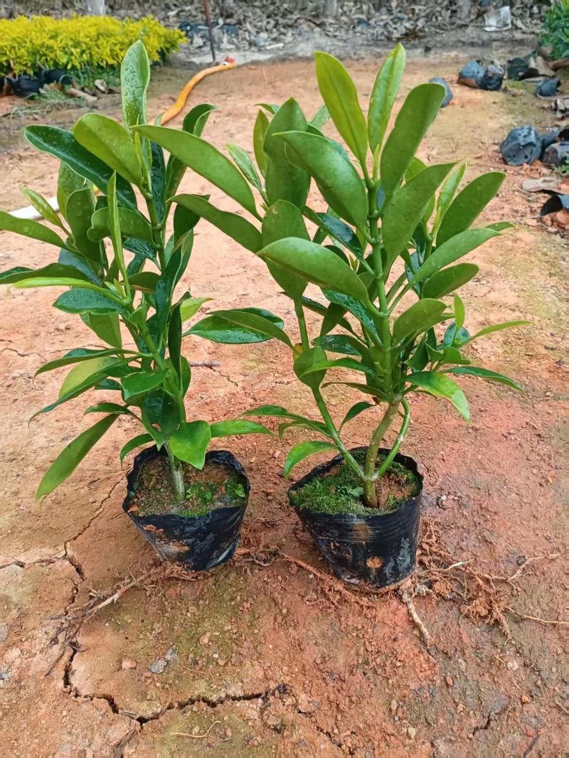 大量出售3-10斤袋非洲茉莉