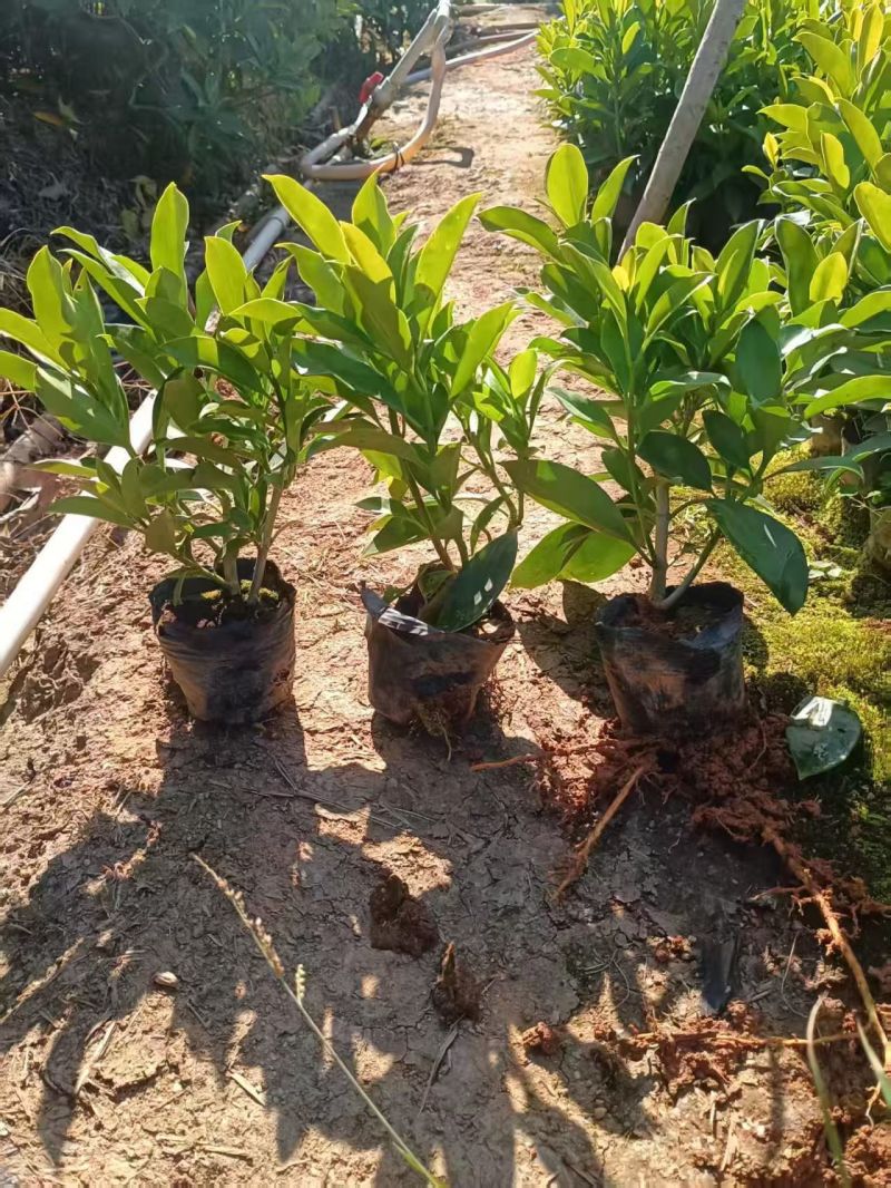 大量出售3-10斤袋非洲茉莉