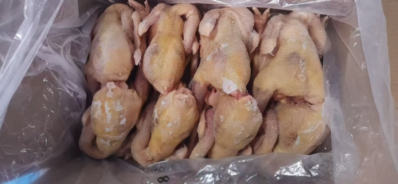 白毛纯干老母鸡