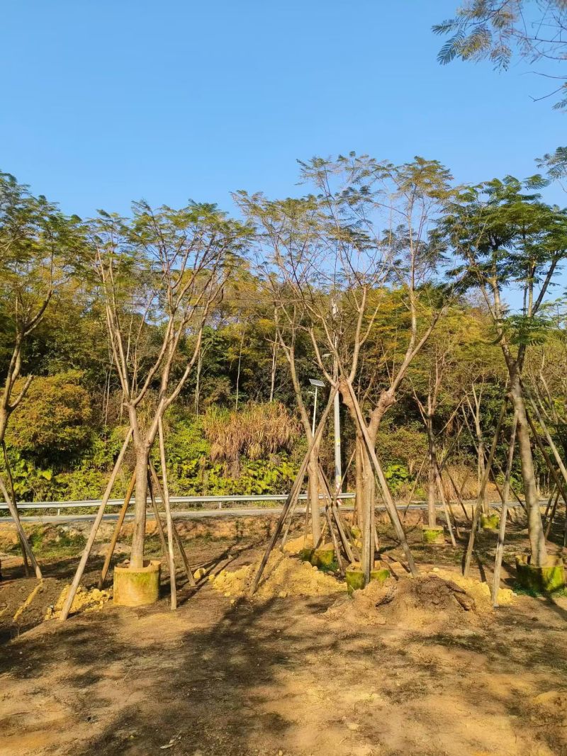 凤凰木骨架3-25分，大量现货