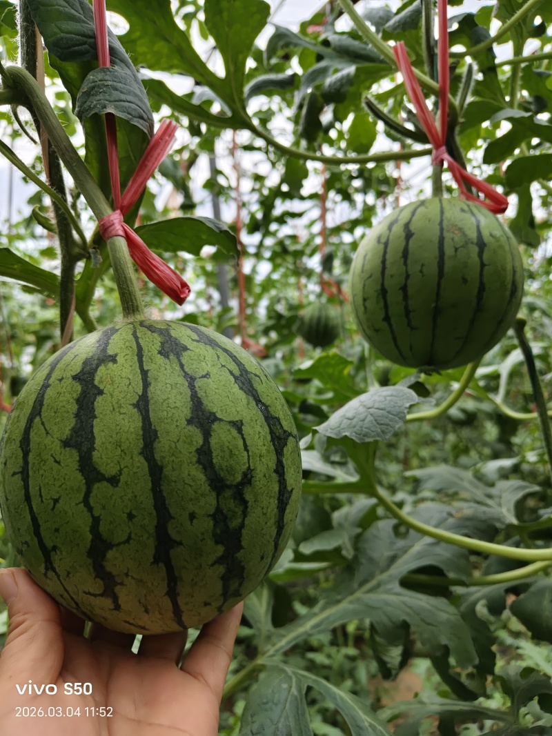 潍坊早春红玉西瓜自家一手货源量大从优全国接单瓜形好