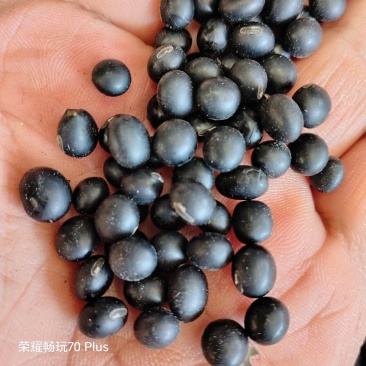 非转基因黄仁黑豆，营养丰富，