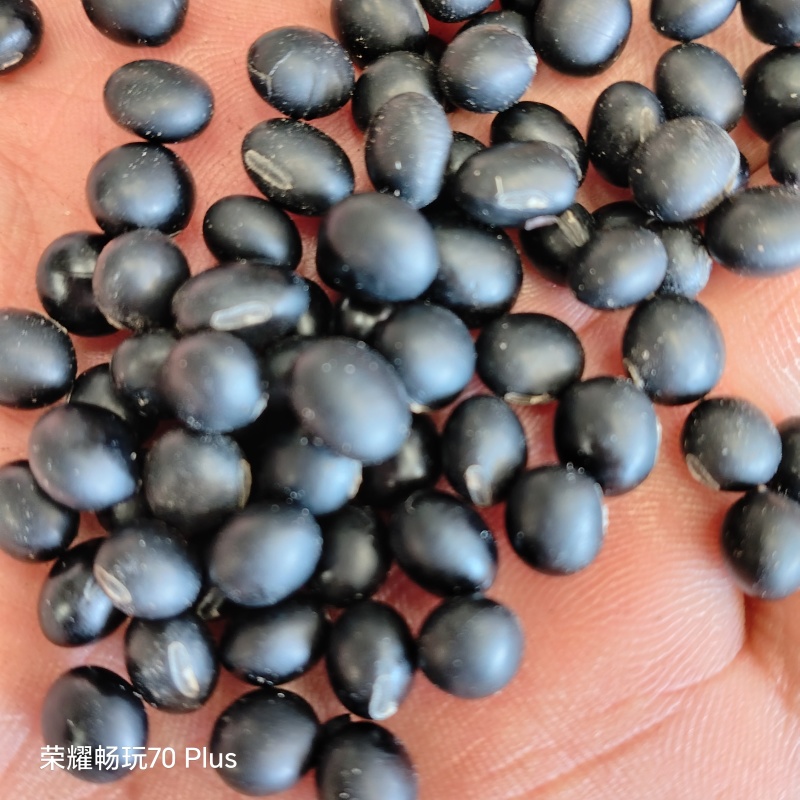 非转基因黄仁黑豆，营养丰富，