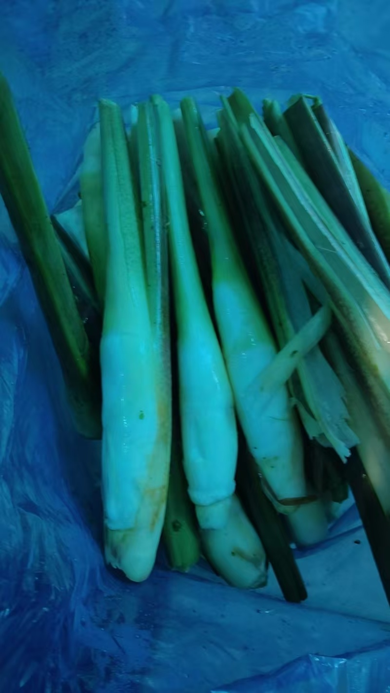 二六年新鲜茭白