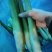 二六年新鲜茭白