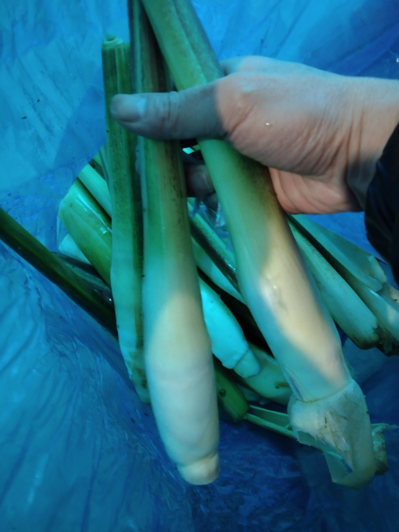 二六年新鲜茭白