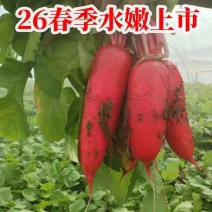 山东红水萝卜新鲜现挖现发货，可对接电商货市场一条龙服务质