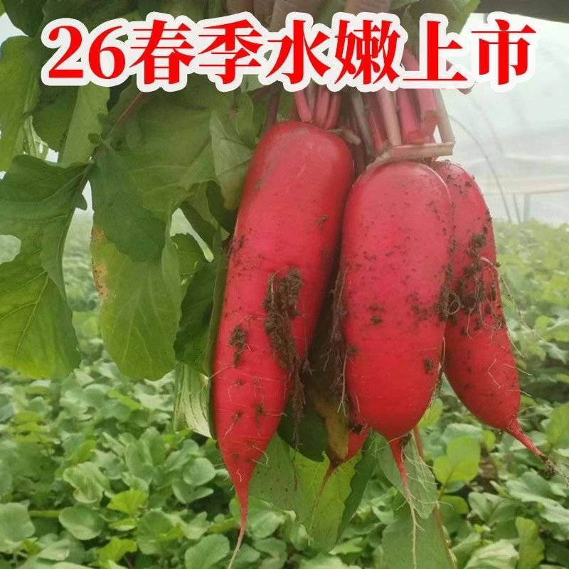山东红水萝卜新鲜现挖现发货，可对接电商货市场一条龙服务质