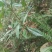 野生土大黄