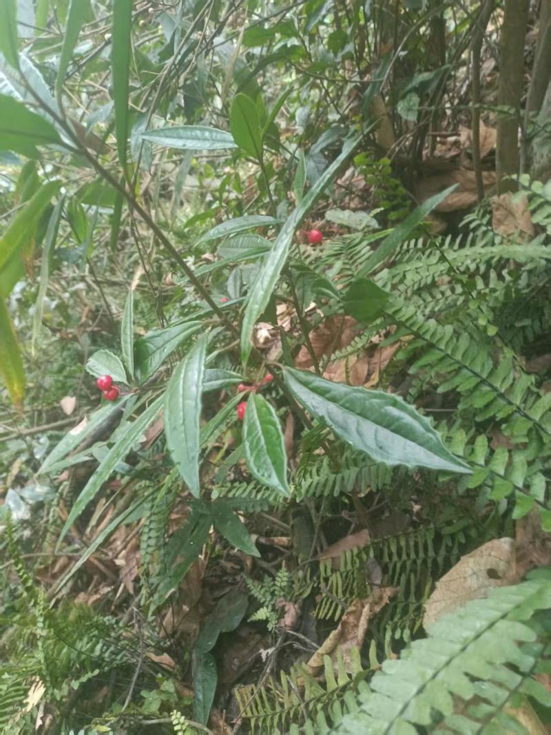 野生土大黄