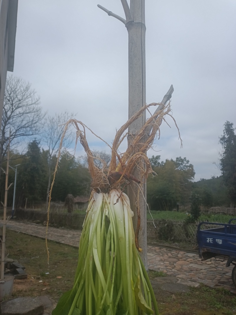 野生土大黄