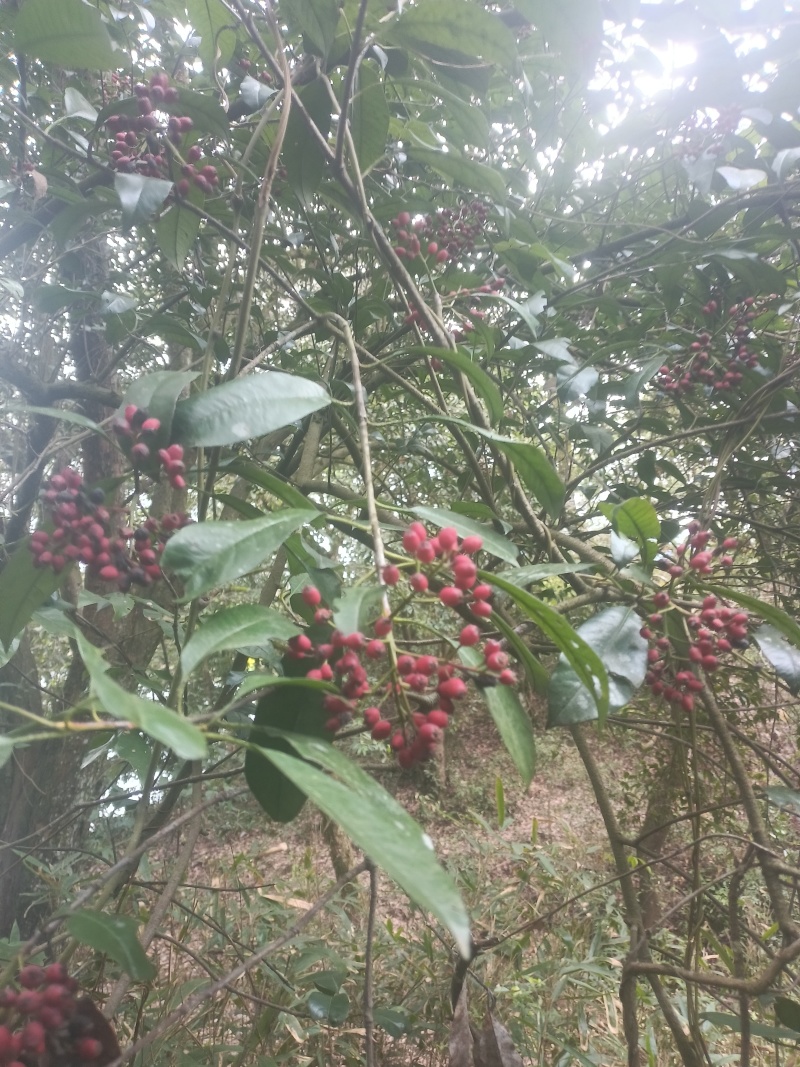 野生土大黄