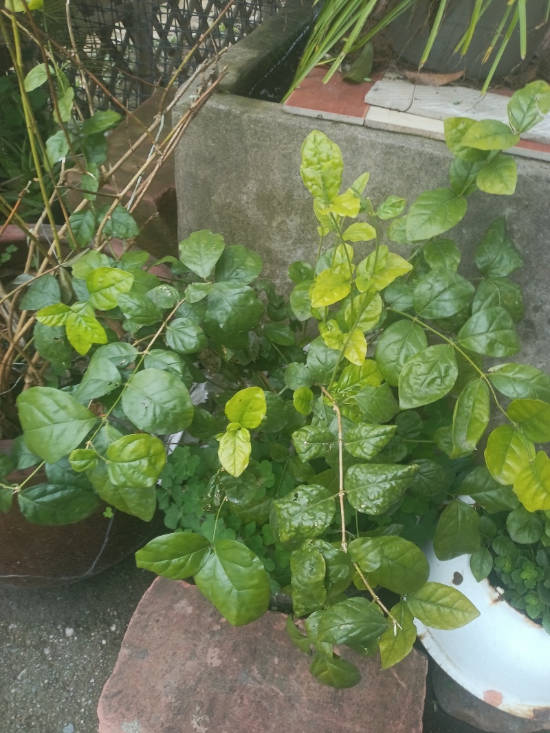 野生土大黄