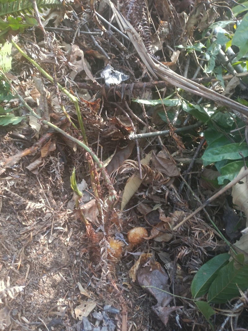野生土大黄