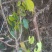 野生土大黄