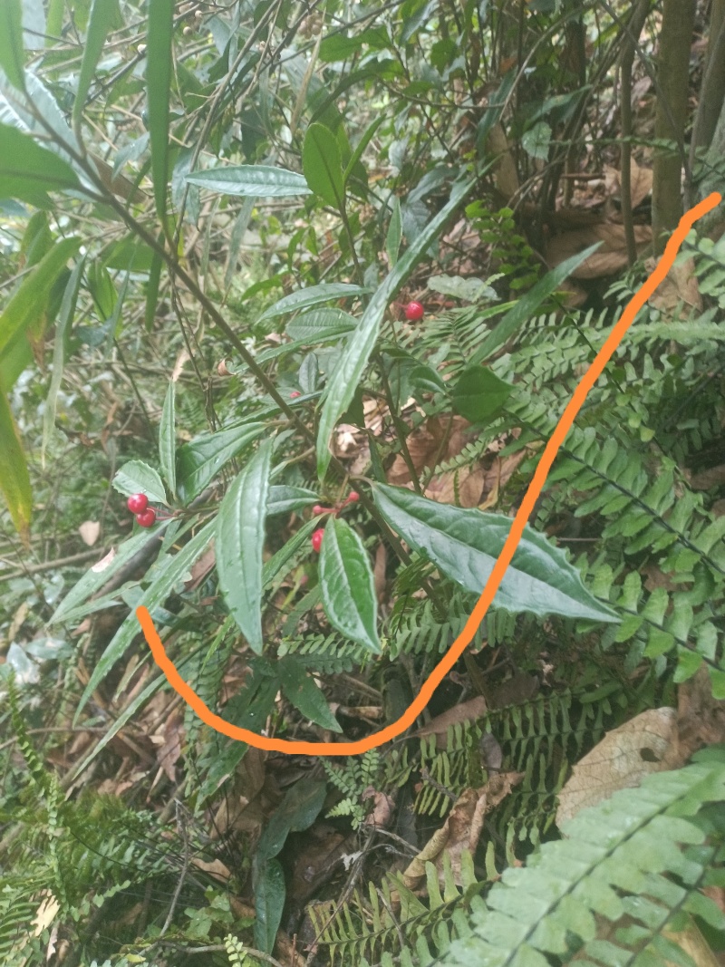 野生土大黄