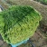 【推荐】特级大叶韭菜农户自家种植新鲜上市欢迎来电洽谈