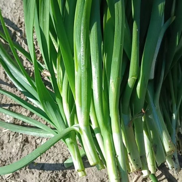 【热卖】优选大叶韭菜金山红光村自家种植品种优良可发全国