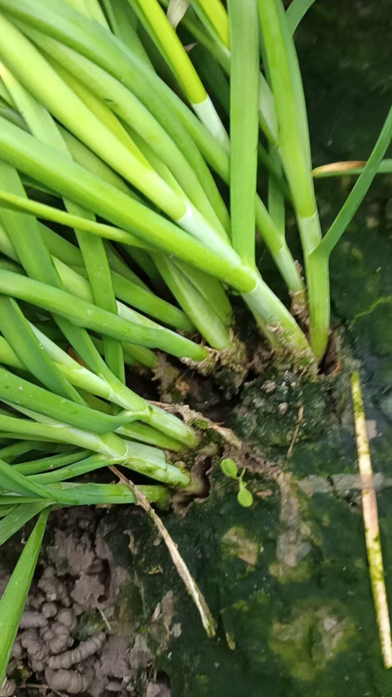 【热卖】优选大叶韭菜金山红光村自家种植品种优良可发全国