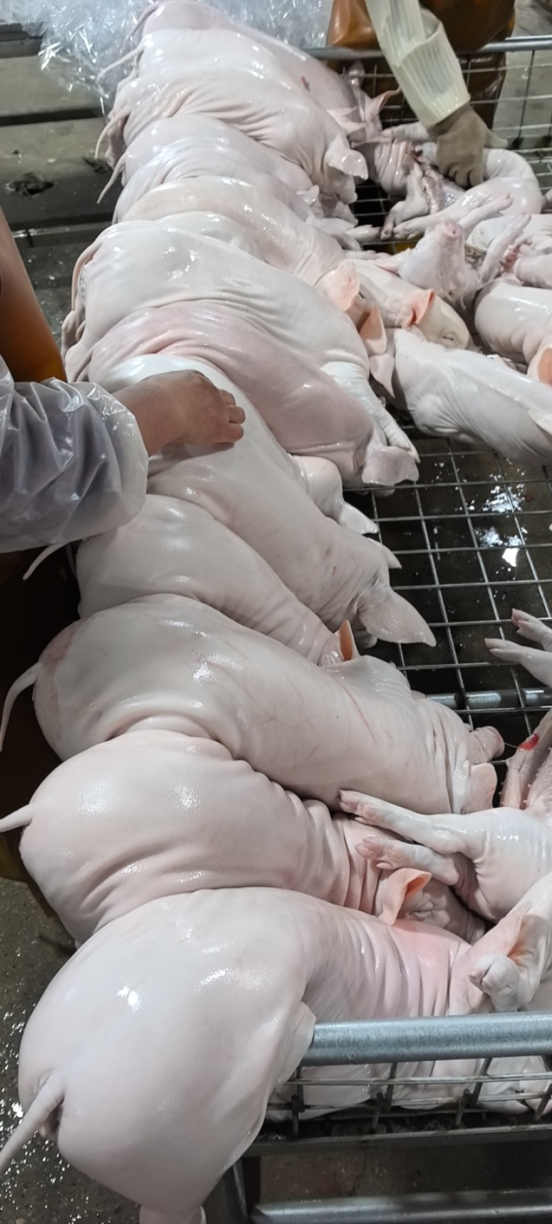 全规格鲜冻乳猪厂家批发