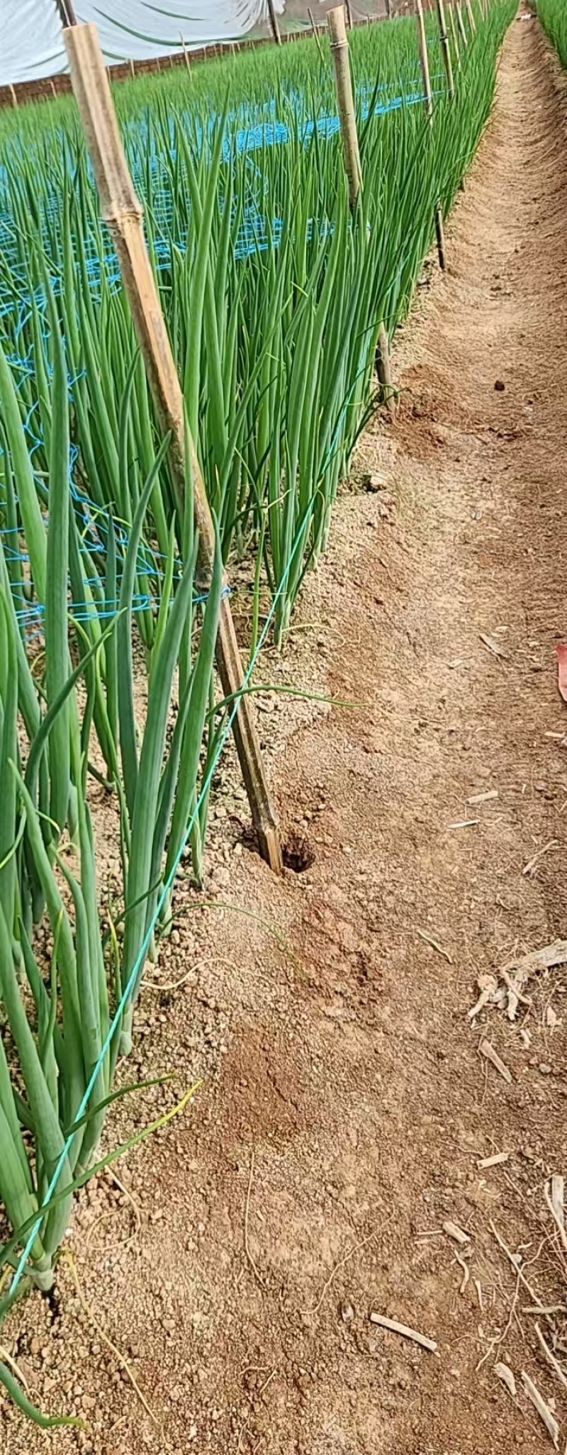 香葱