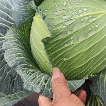 扁包菜，产地直供，量大从优，保质保量，欢迎采购