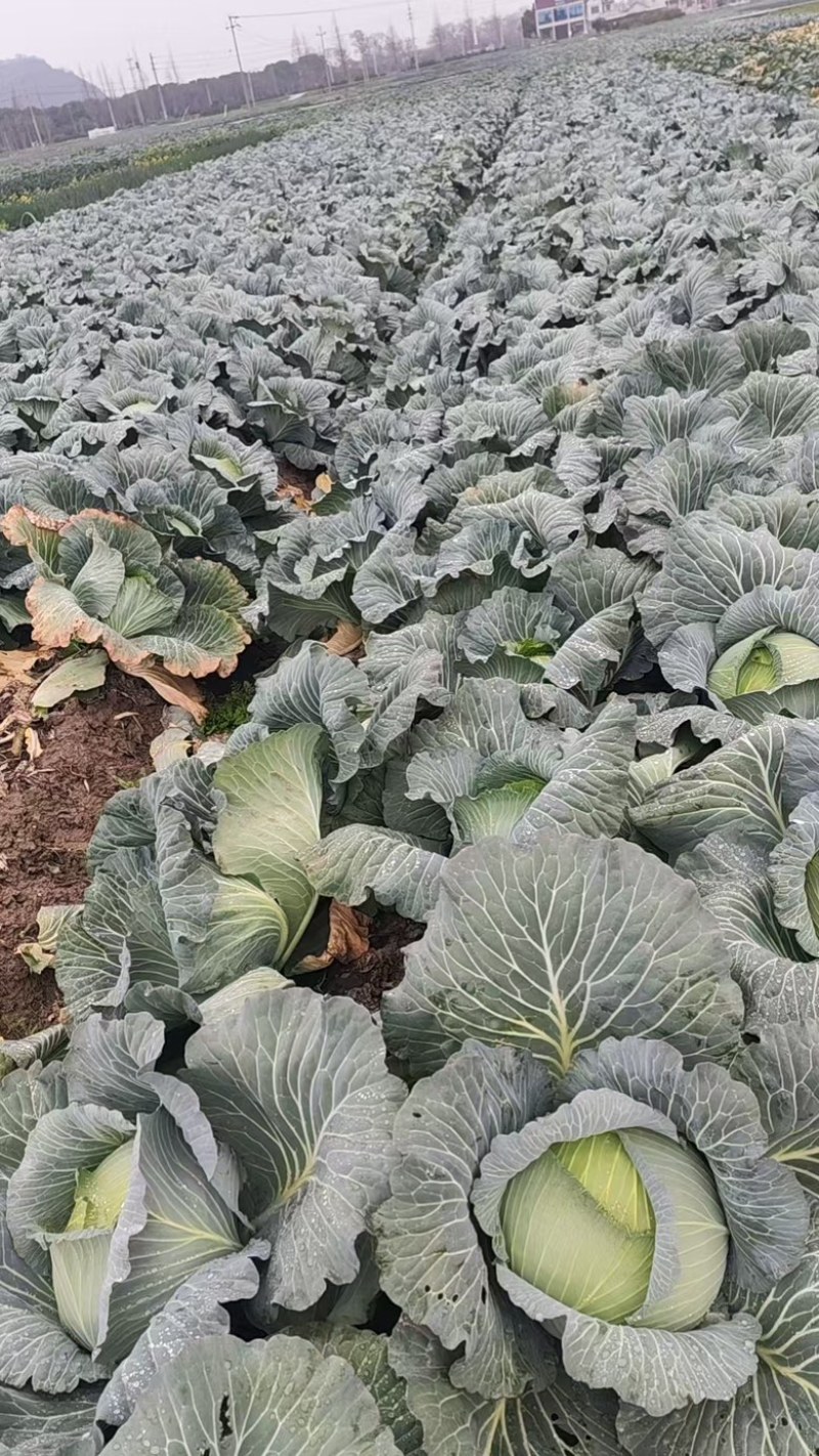 扁包菜，产地直供，量大从优，保质保量，欢迎采购