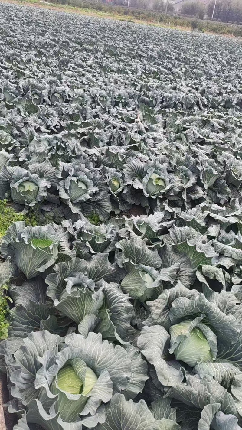 扁包菜，产地直供，量大从优，保质保量，欢迎采购