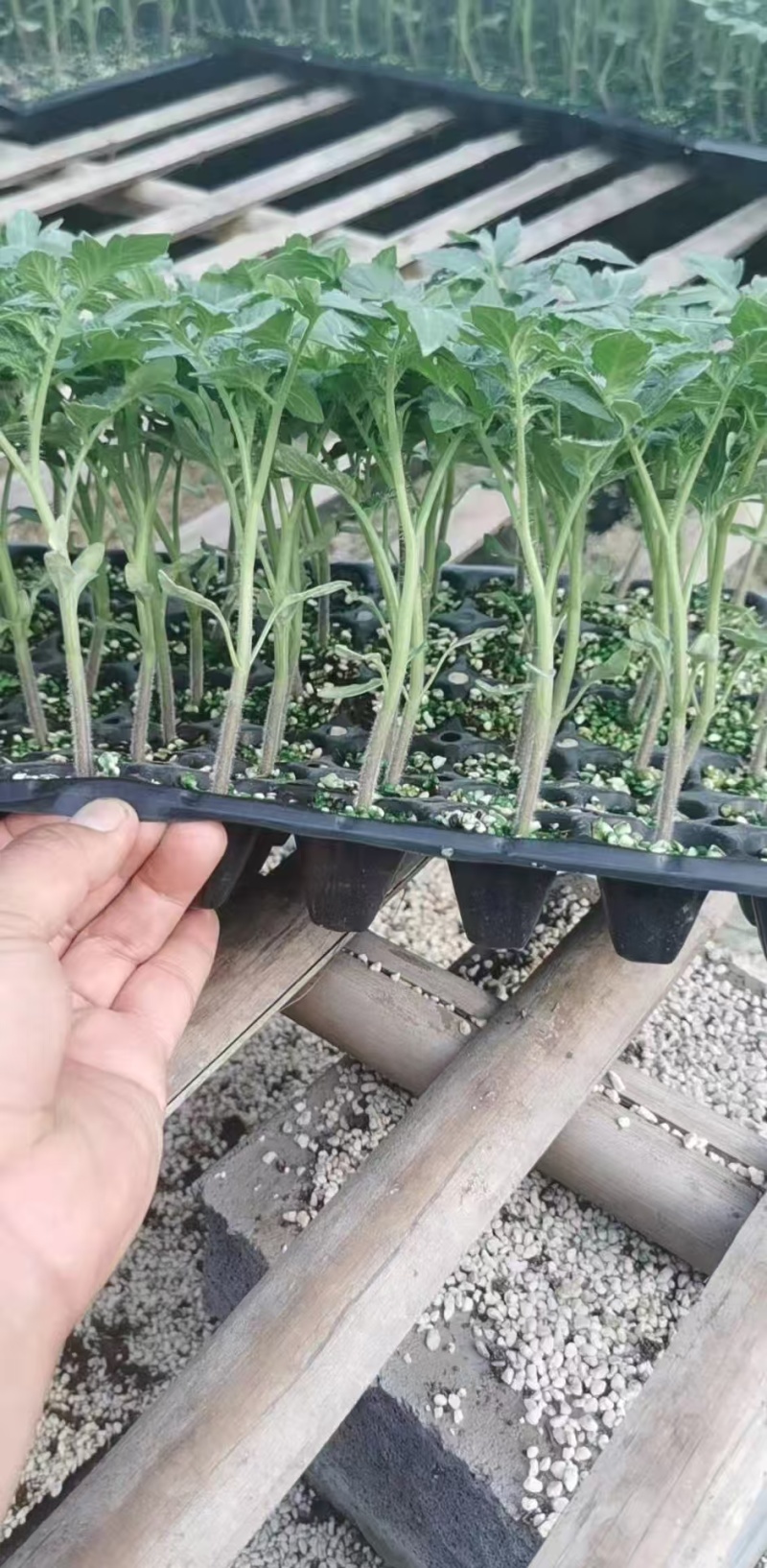 普罗旺斯西红柿苗