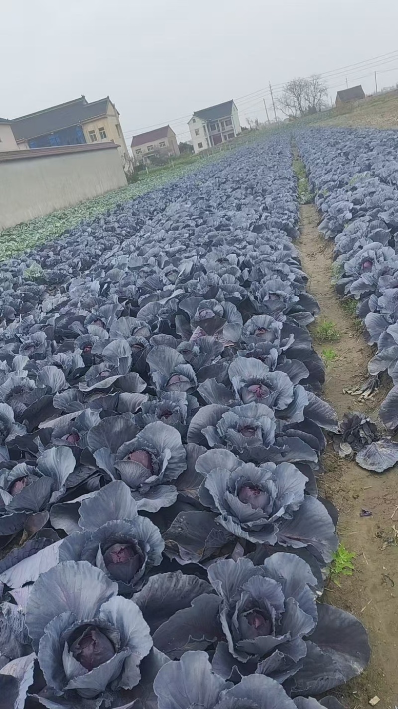 紫甘蓝，产地直发，保质保量，欢迎各大采购商采购